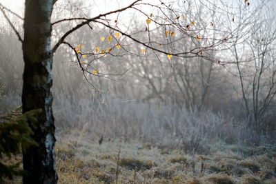 棕色草地上的棕色无叶树